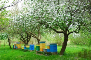 colorful beehives in spring orchard